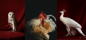 La Kursala inaugura en Cádiz la exposición fotográfica ‘Aves’ de Estela de Castro