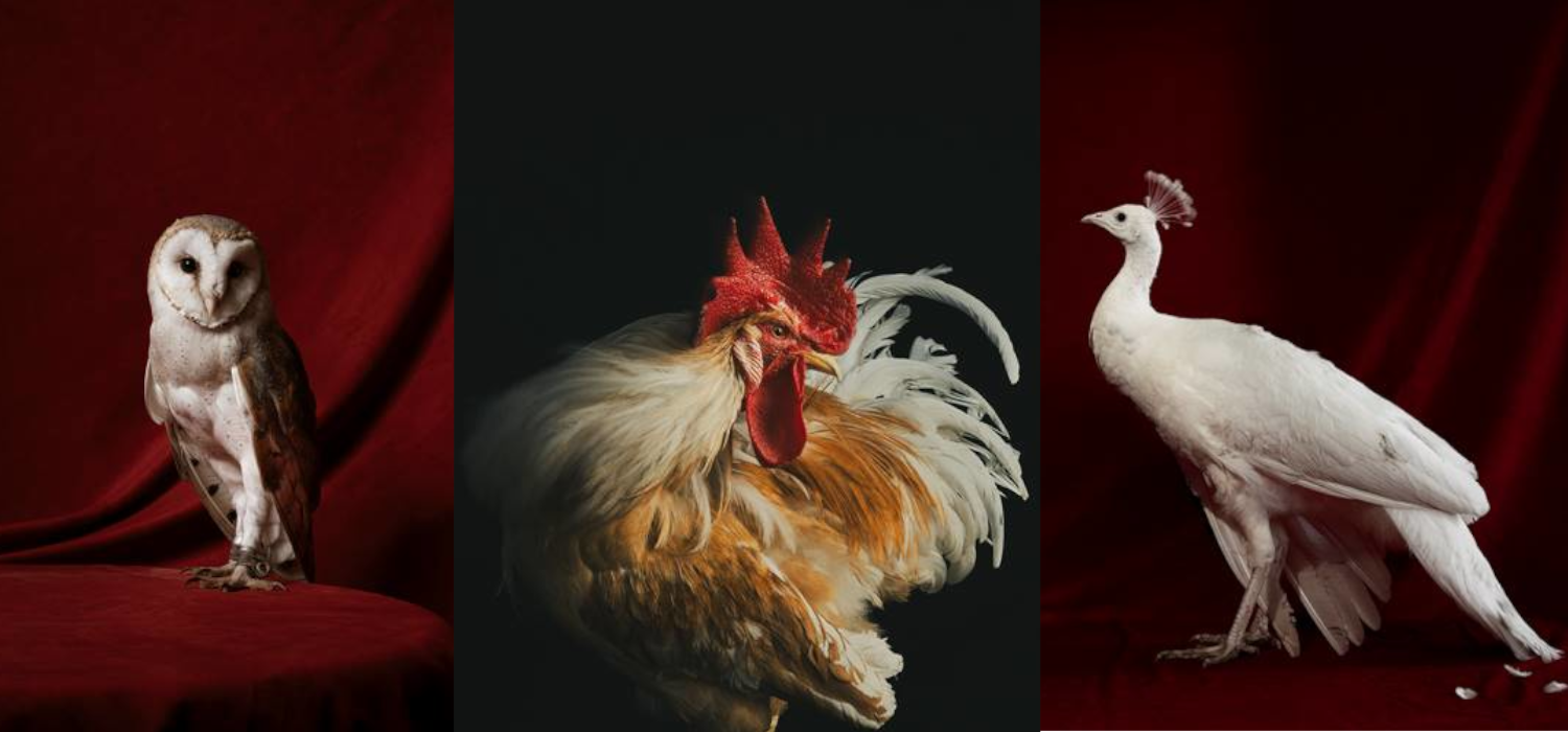 La Kursala inaugura en Cádiz la exposición fotográfica ‘Aves’ de Estela de Castro