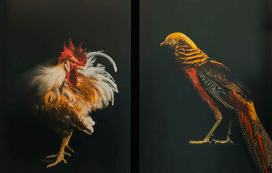 IMG La Kursala inaugura en Cádiz la exposición fotográfica ‘Aves’ de Estela de Castro