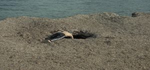 La Kursala inaugura en Cádiz la exposición fotográfica ‘¨Todo nos vendrá del mar’ de Baltasar López